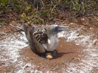 Mama takes care of the eggs